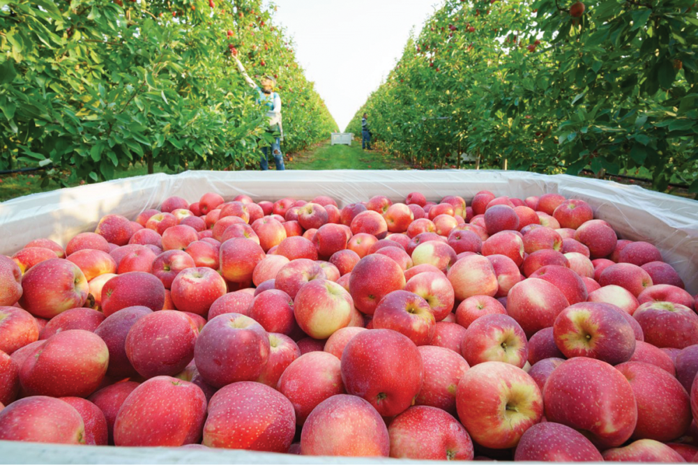  PRODUCE Organic Fuji Apples Bag, 48 OZ : Grocery & Gourmet Food