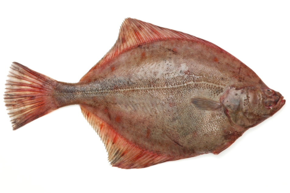 Demand for flat fish on the rise, 2020-11-25