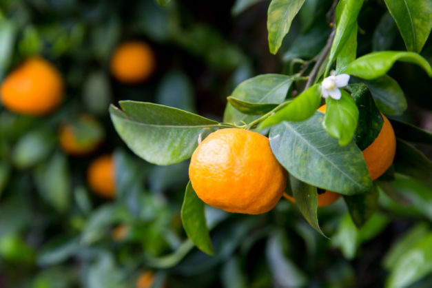 Seedless Pixie Tangerines 2lb Bags