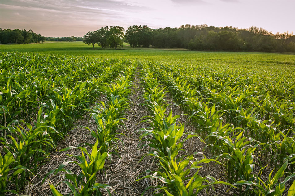 Study finds nutritional benefits from regenerative agriculture ...