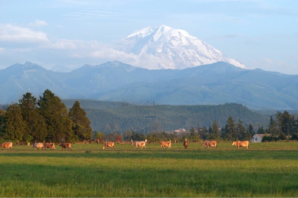 Organic-Valley-cows-pasture-dairy-farm