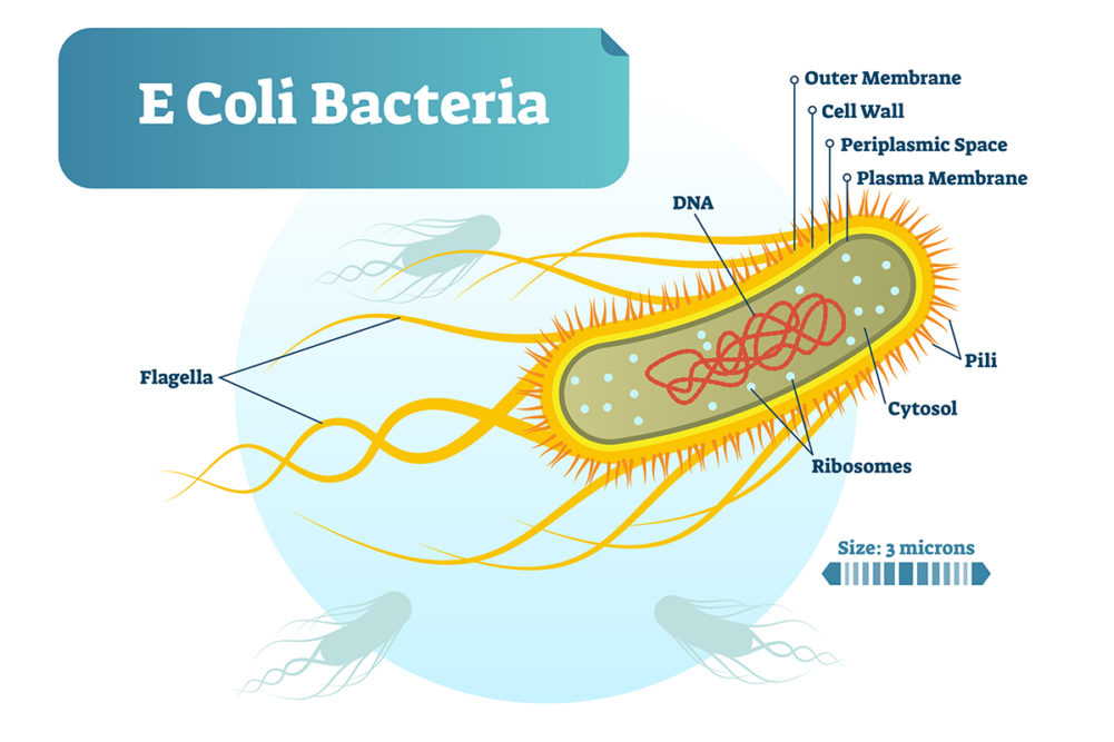 e coli bacteria