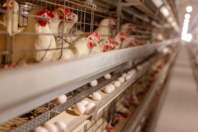 chickens in cages laying eggs