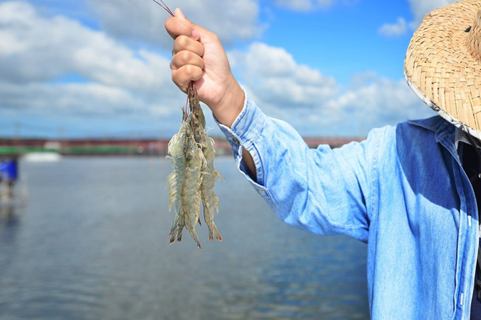 Ahold Delhaize USA works on sustainability, traceability in shrimp supply chain