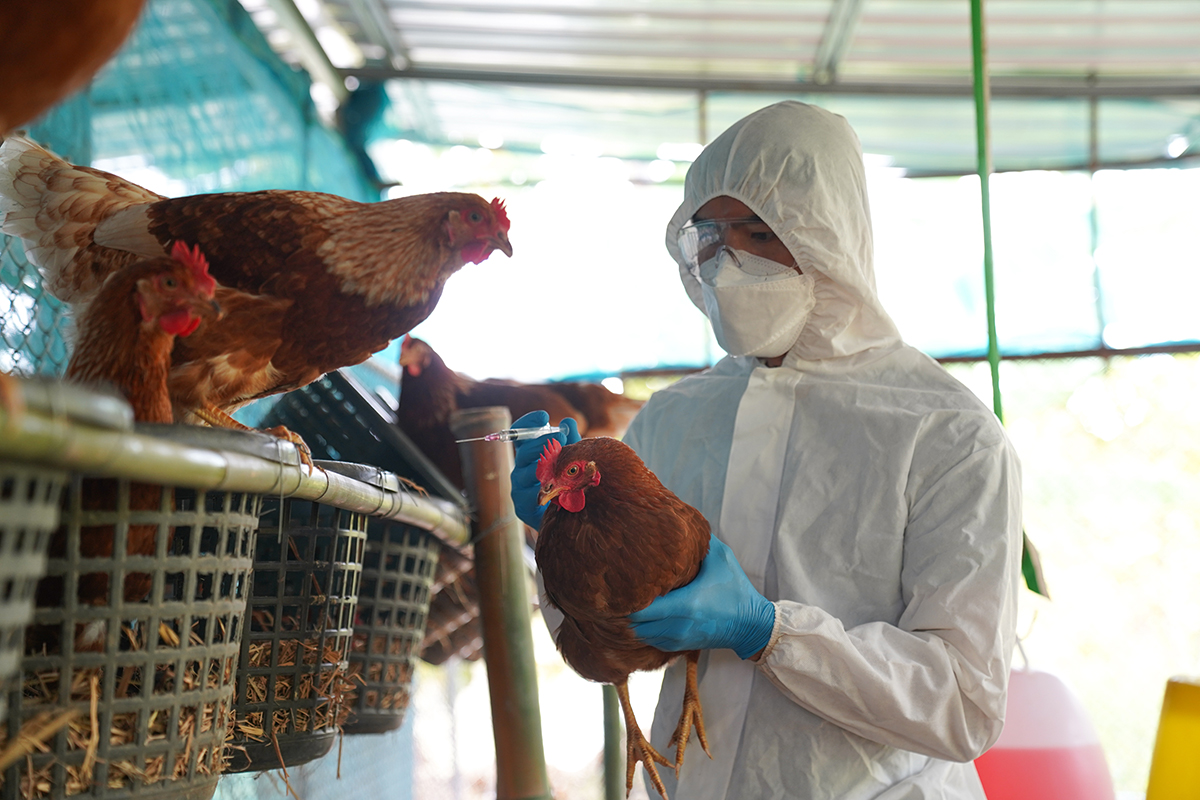 Bird flu, Veterinarians vaccinate against diseases in poultry such as farm chickens, H5N1 H5N6 Avian Influenza (HPAI), which causes severe symptoms and rapid death of infected poultry