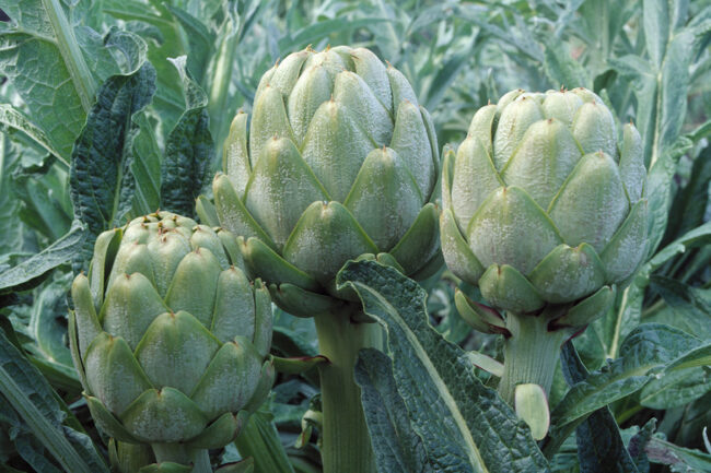 OMF Frost-Kissed artichokes in field.jpg